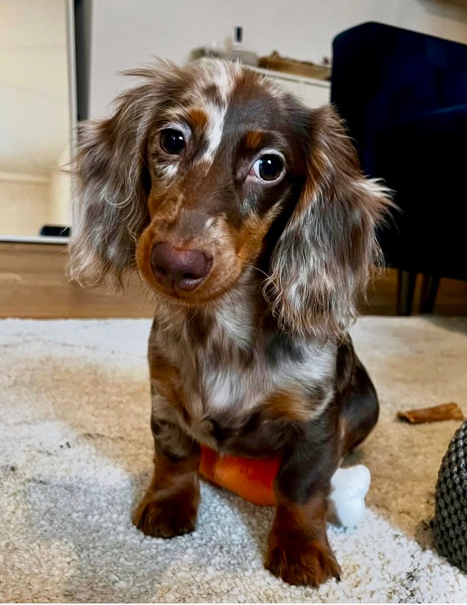 OTIS