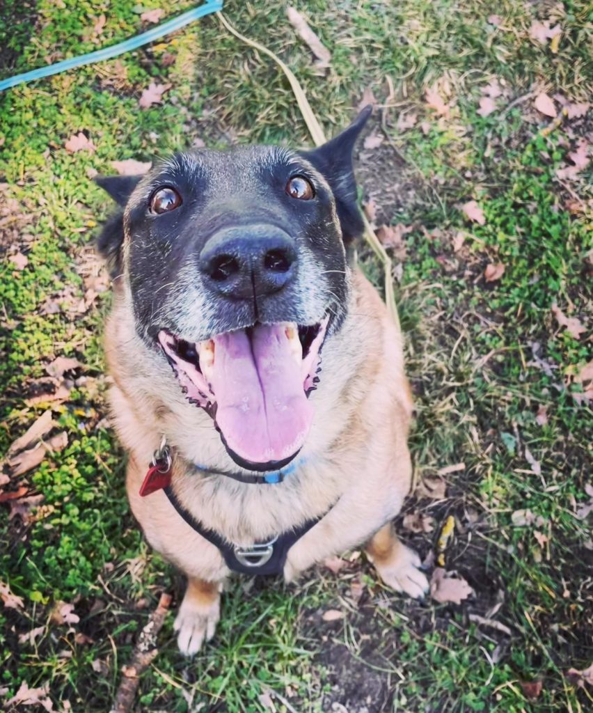 Chien réactif Genève : accompagnement comportemental pour comprendre les réactions de votre chien et retrouver un quotidien plus serein.